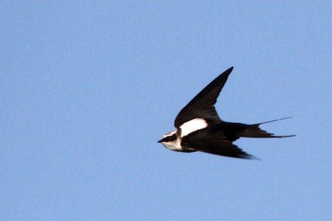 White-backed swallow Whitebacked Swallow Bushpea 18