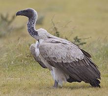 White-backed vulture httpsuploadwikimediaorgwikipediacommonsthu