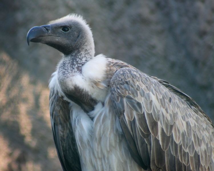 White-backed vulture FileWhitebacked Vulture Gyps africanusjpg Wikimedia Commons