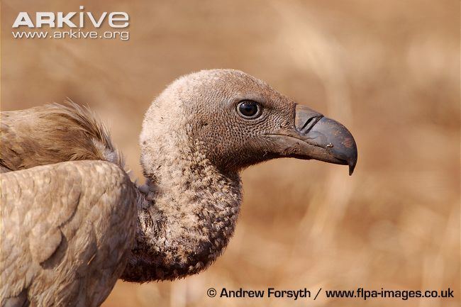 White-backed vulture Whitebacked vulture photo Gyps africanus G30140 ARKive