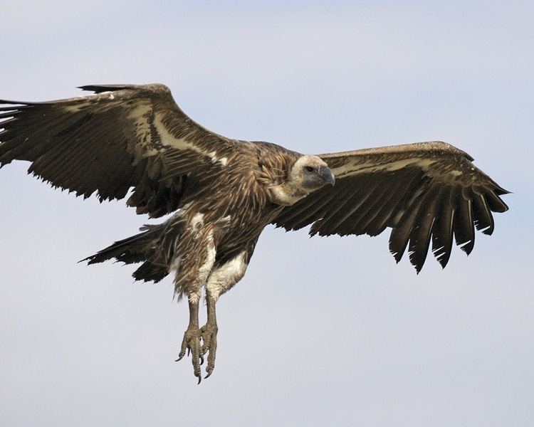 White-backed vulture Whitebacked vulture Wikipedia