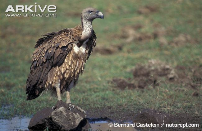 White-backed vulture Asian whitebacked vulture photo Gyps bengalensis G123621 ARKive