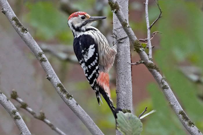 White-backed woodpecker vogelwartech Whitebacked Woodpecker