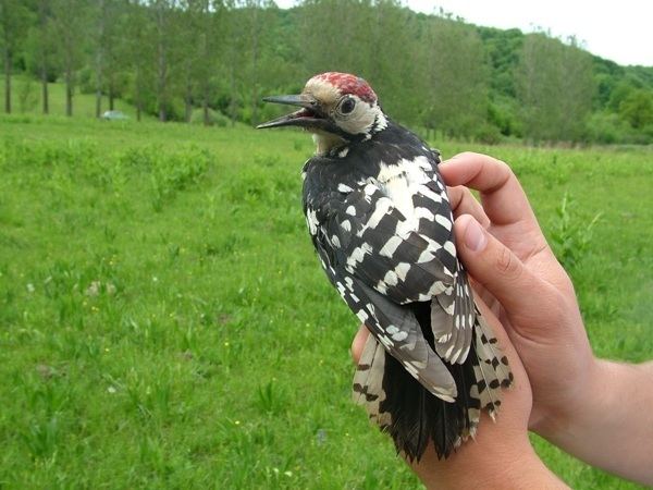 White-backed woodpecker Surfbirds Online Photo Gallery Search Results