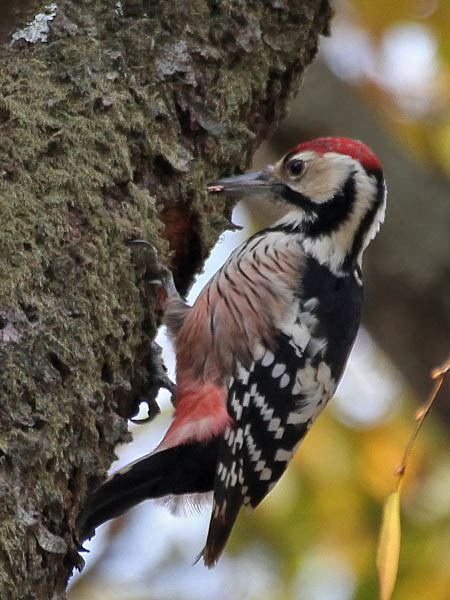 White-backed woodpecker Oriental Bird Club Image Database Whitebacked Woodpecker