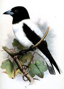 White-backed woodswallow httpsuploadwikimediaorgwikipediacommonsthu