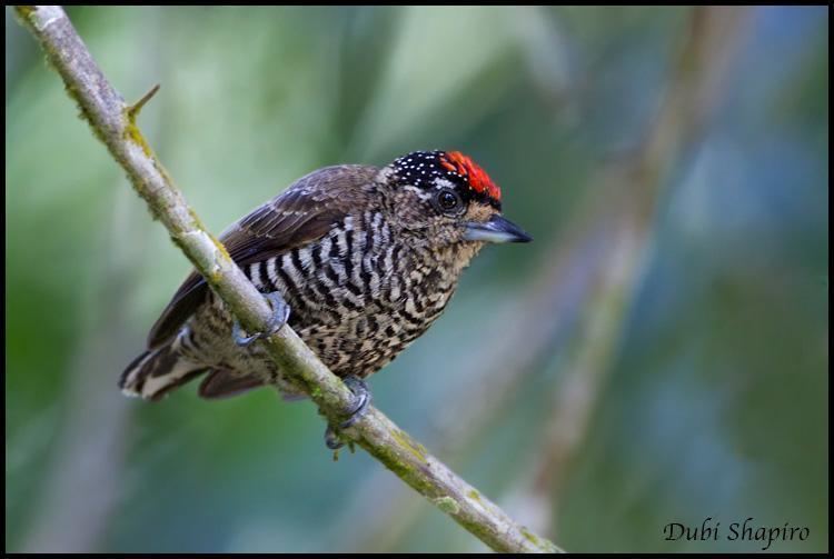 White-barred piculet Whitebarred Piculet Picumnus cirratus videos photos and sound