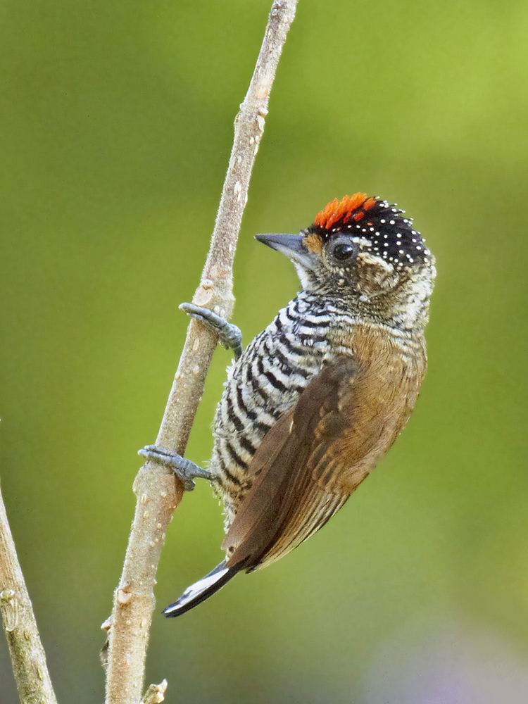 White-barred piculet httpsc1staticflickrcom87261696148000229bf