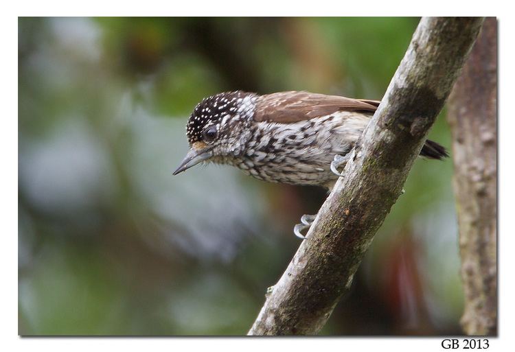 White-barred piculet WHITEBARRED PICULET