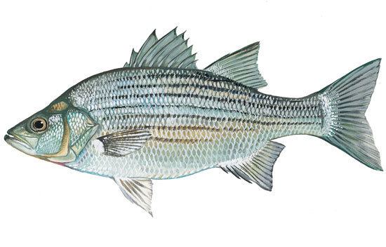 White bass SCDNR Fish Species Flier