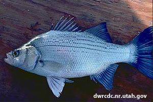 White bass Fishing White Bass During the Spring Run When amp How These Fish Spawn