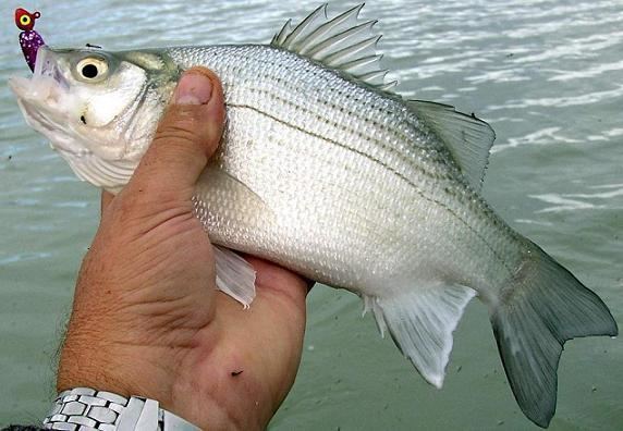 White bass White Bass Morone chrysops Utah Fish Species Fish