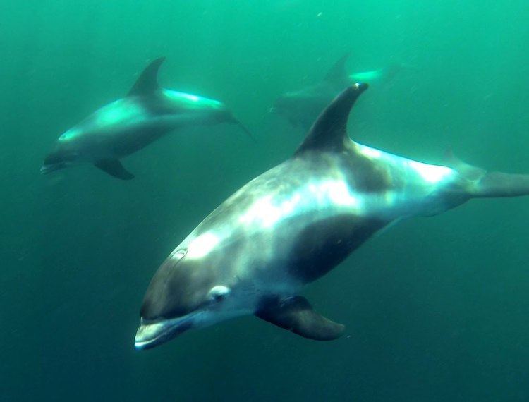 White-beaked dolphin httpsiytimgcomvil2VCrpoHzr0maxresdefaultjpg