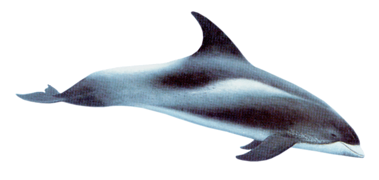 White-beaked dolphin WhiteBeaked Dolphin
