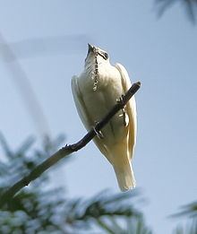White bellbird httpsuploadwikimediaorgwikipediacommonsthu