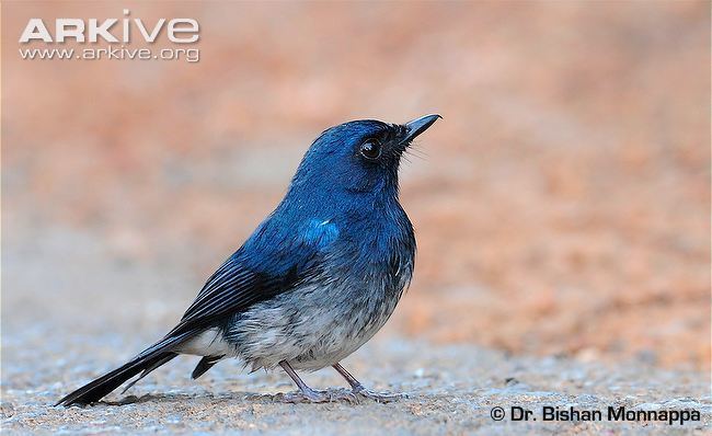 White-bellied blue flycatcher Whitebellied blueflycatcher videos photos and facts Cyornis