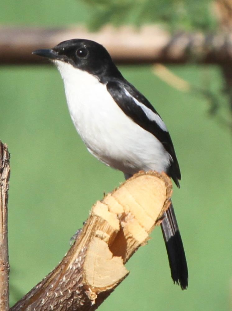 White-bellied bush chat Whitebellied Bushchat Saxicola gutturalis Adult male perched