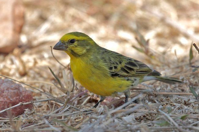 White-bellied canary Whitebellied Canary Serinus dorsostriatus videos photos and