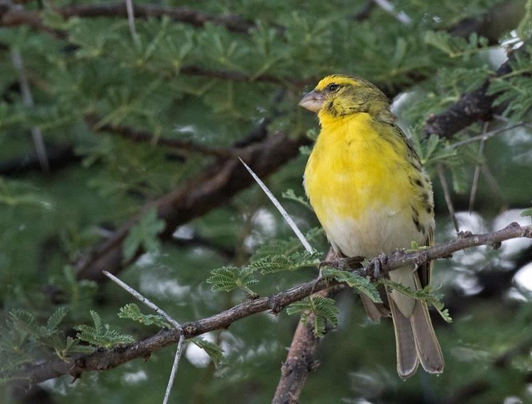 White-bellied canary Whitebellied Canary Serinus dorsostriatus videos photos and