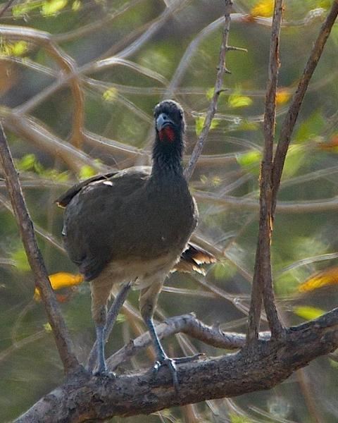 White-bellied chachalaca BirdsEye Photography Review Photos