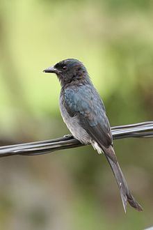 White-bellied drongo Whitebellied drongo Wikipedia