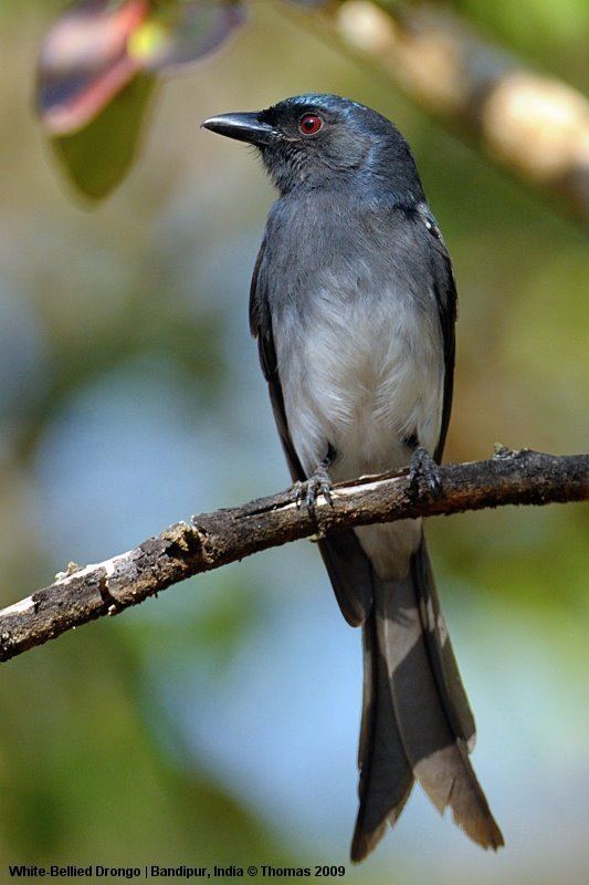 White-bellied drongo WhiteBellied Drongo that came close Walk the Wilderness