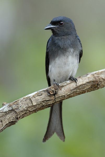 White-bellied drongo Oriental Bird Club Image Database Whitebellied Drongo Dicrurus