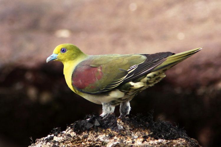 White-bellied green pigeon WhiteBellied Green Pigeon 136851178yCge8mxJjpg 800533