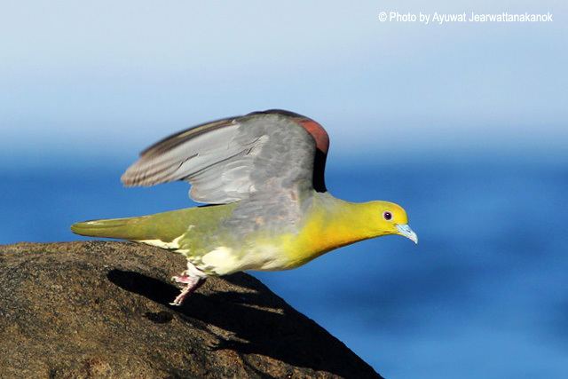 White-bellied green pigeon Oriental Bird Club Image Database Whitebellied Green Pigeon