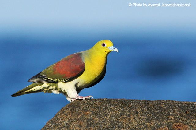 White-bellied green pigeon orientalbirdimagesorgimagesdataimg7148copy1jpg