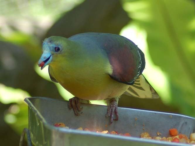 White-bellied green pigeon The Online Zoo Whitebellied GreenPigeon