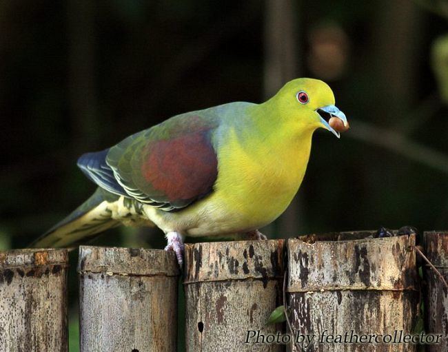 White-bellied green pigeon Oriental Bird Club Image Database Whitebellied Green Pigeon