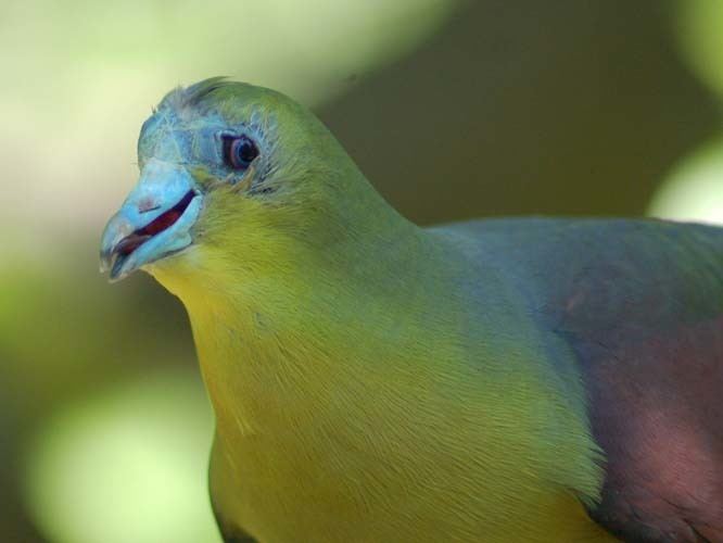 White-bellied green pigeon The Online Zoo Whitebellied GreenPigeon