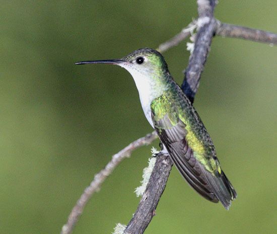 White-bellied hummingbird Surfbirds Online Photo Gallery Search Results