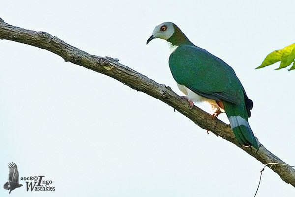 White bellied imperial pigeon - Alchetron, the free social encyclopedia