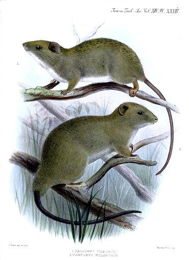 White-bellied Luzon tree rat