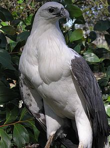 White-bellied sea eagle httpsuploadwikimediaorgwikipediacommonsthu