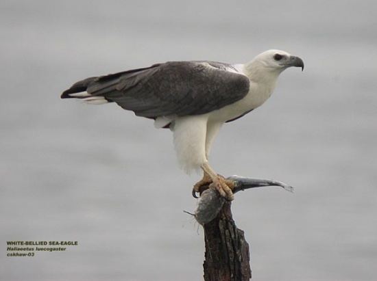 White-bellied sea eagle Whitebellied Sea Eagle BirdForum Opus