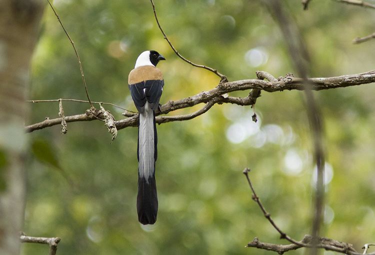 White-bellied treepie Whitebellied Treepie Dendrocitta leucogastra India39s Birds