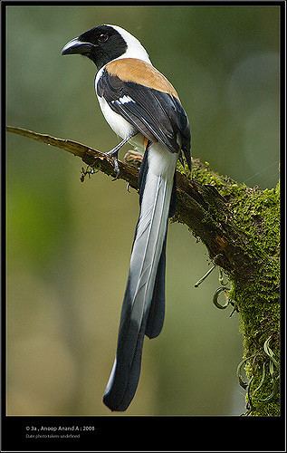 White-bellied treepie WhiteBellied Treepie Full frame Lifer Anoop Anand