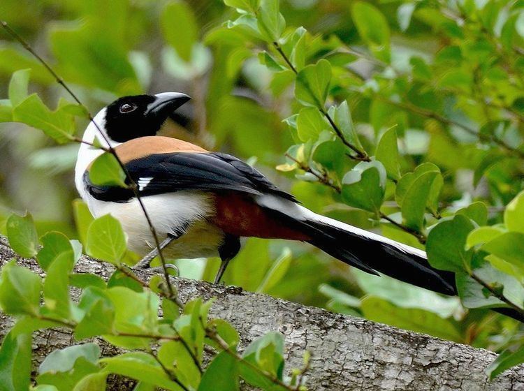 White-bellied treepie Whitebellied Treepie Dendrocitta leucogastra India39s Birds