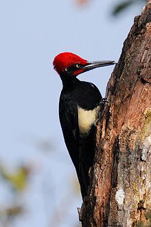 White-bellied woodpecker httpsuploadwikimediaorgwikipediacommonsthu