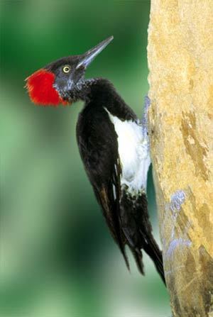 White-bellied woodpecker WhiteBellied Woodpecker For Sale