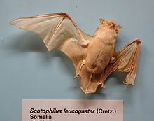White-bellied yellow bat httpsuploadwikimediaorgwikipediacommonsthu
