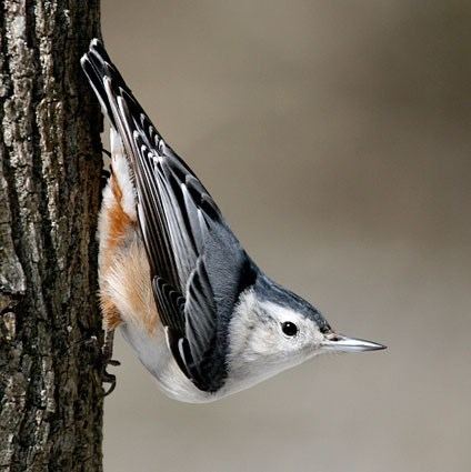 White-breasted nuthatch Whitebreasted Nuthatch Identification All About Birds Cornell