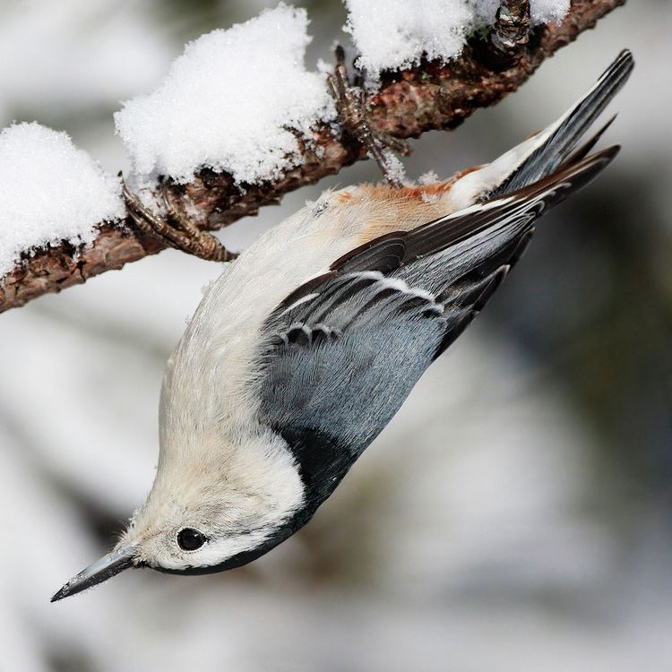 White-breasted nuthatch Whitebreasted nuthatch Wikipedia