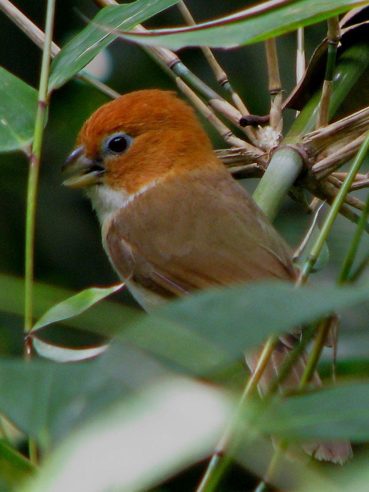 White-breasted parrotbill