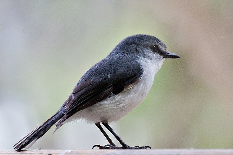 White-breasted robin wwwchappo1comimagesbirdsmiscDSC3083jpg