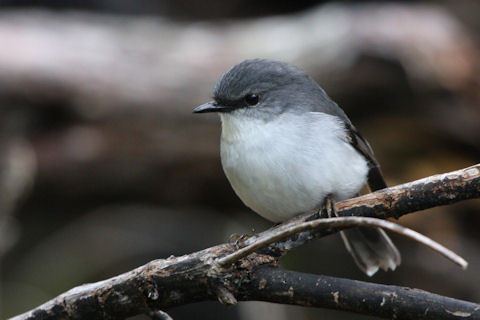 White-breasted robin Whitebreasted Robin Larry 12