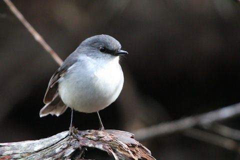 White-breasted robin Whitebreasted Robin Larry 22